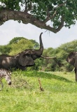 animaux tarangire tanzanie