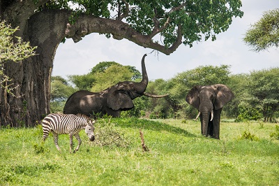 animaux tarangire tanzanie