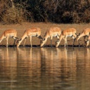 antilopes tanzanie