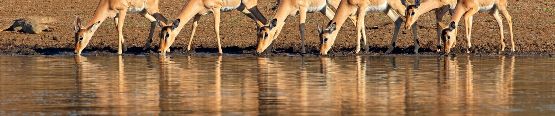 antilopes tanzanie