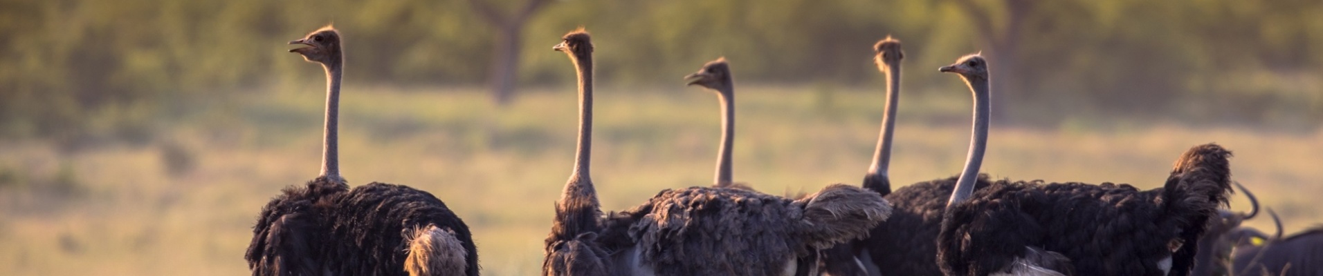 Autruches Ngorongoro Tanzanie