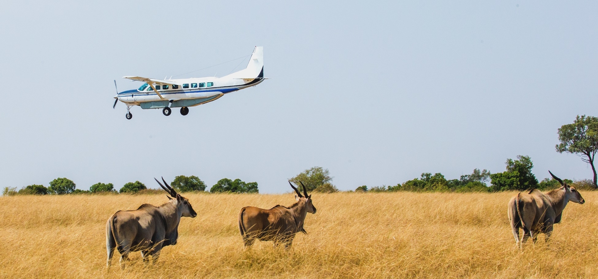 avions savane tanzanie