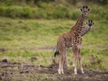 bébés-girafes-tanzanie