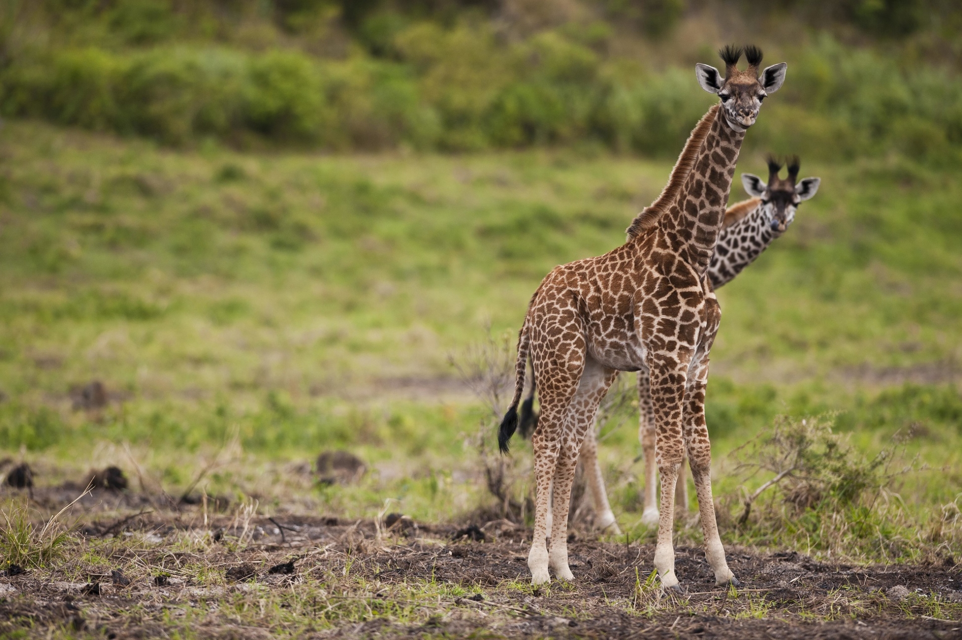 bébés girafes tanzanie