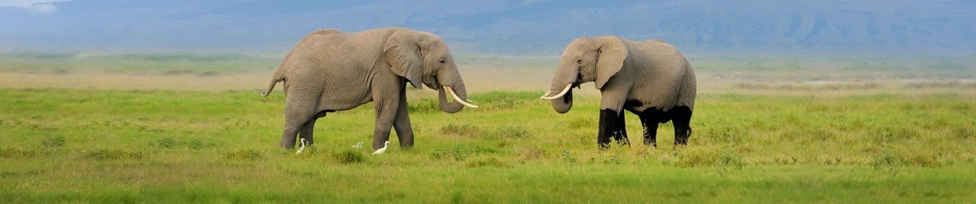 elephants kenya