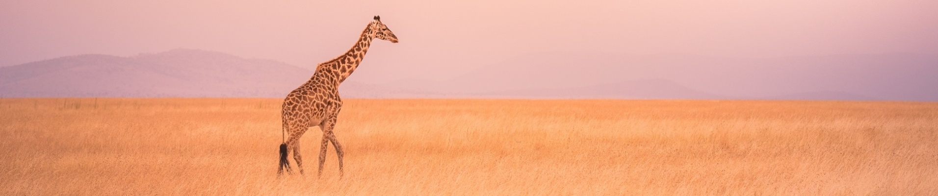 girafe coucher de soleil tanzanie
