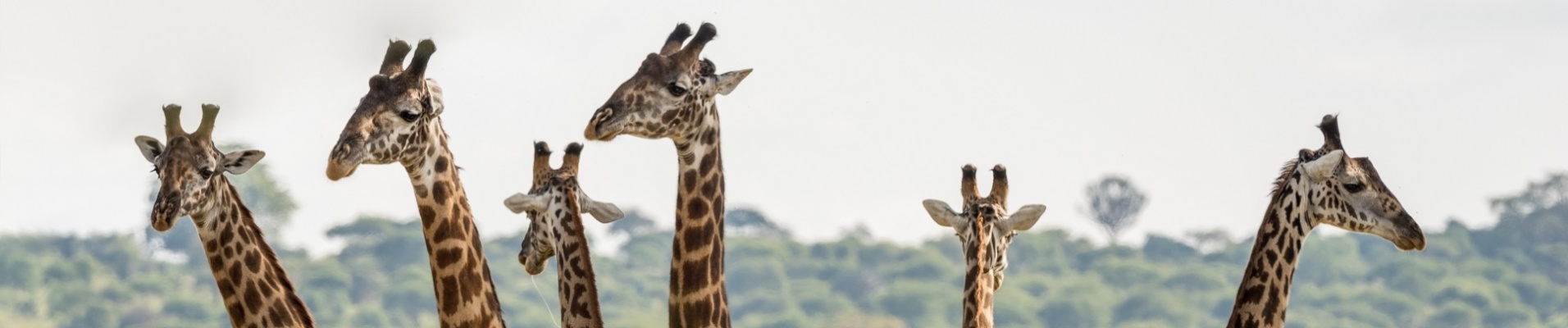 giraffes tanzanie