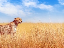 Serengeti