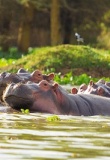 hippopotames tanzanie