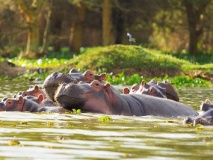 hippopotames-tanzanie