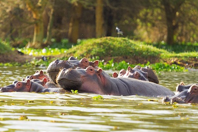hippopotames-tanzanie
