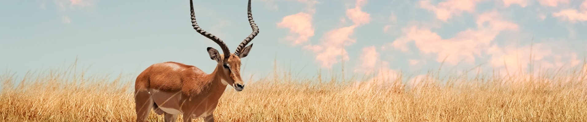 impala tanzanie