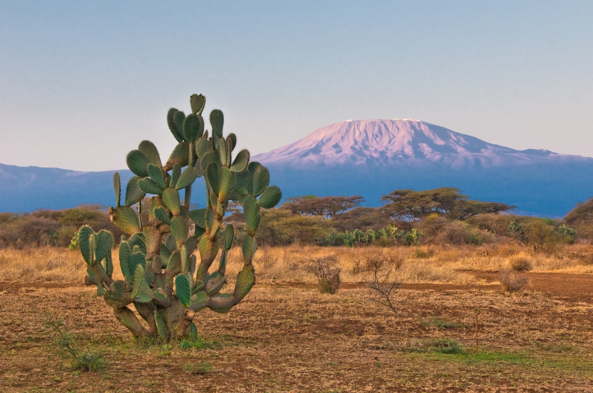 kilimandjaro savane tanzanie