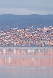 lac manyara flamants roses tanzanie