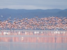 Flamants roses sur le Lac Manyara