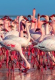 lac nakuru flamants roses