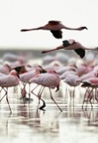 lac natron flamants roses