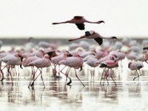 Flamants roses sur le Lac Notron