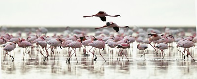 lac natron flamants roses
