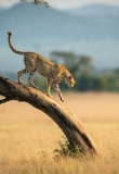 leopard tanzanie