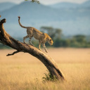 leopard tanzanie