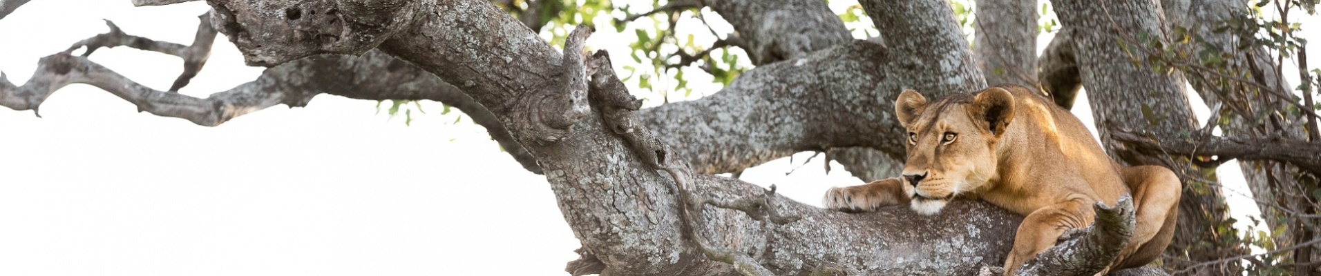 lion dans arbre tanzanie