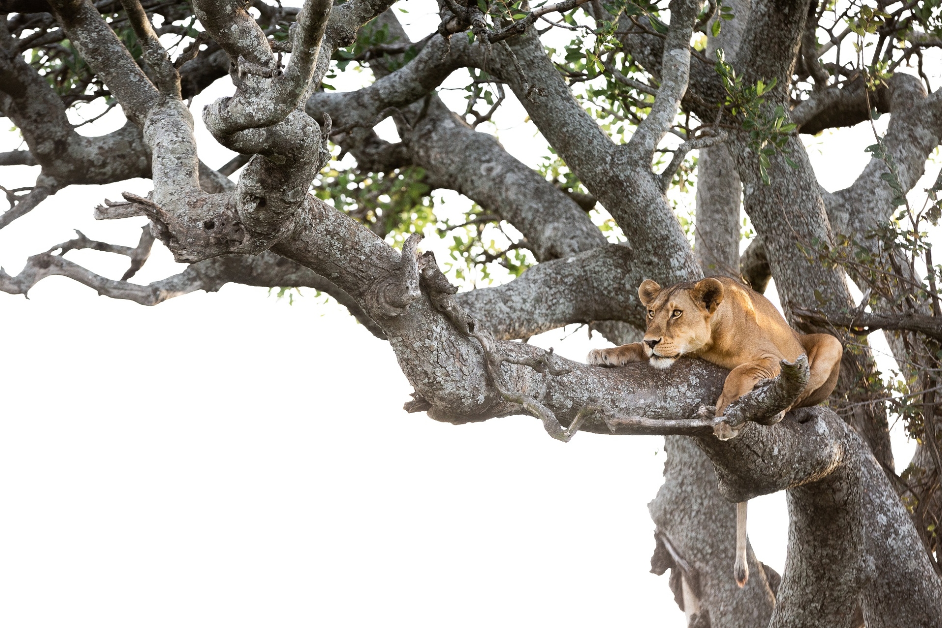 lion dans arbre tanzanie