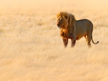 Lion-dans-la-savane-tanzanie