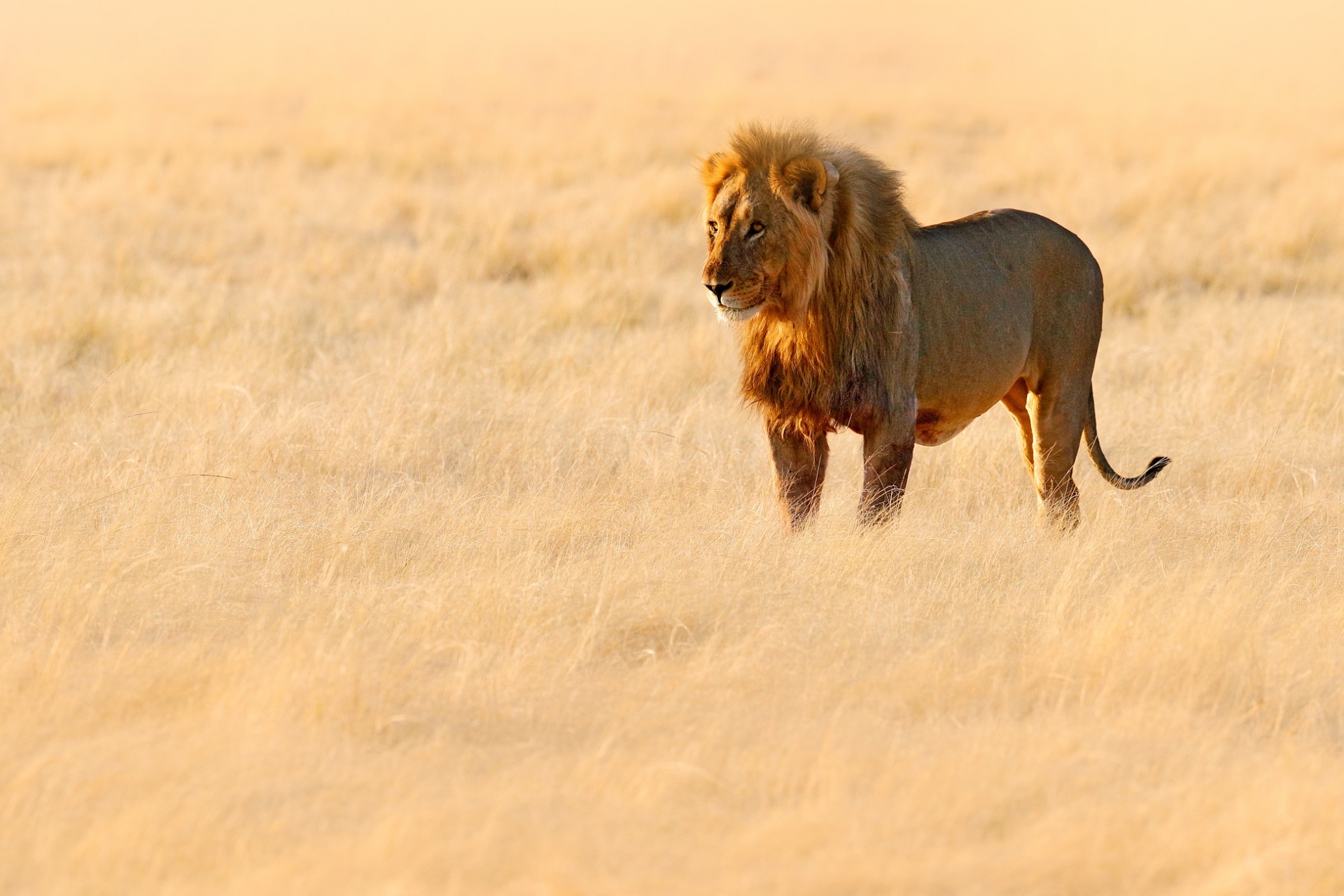 Lion-dans-la-savane-tanzanie