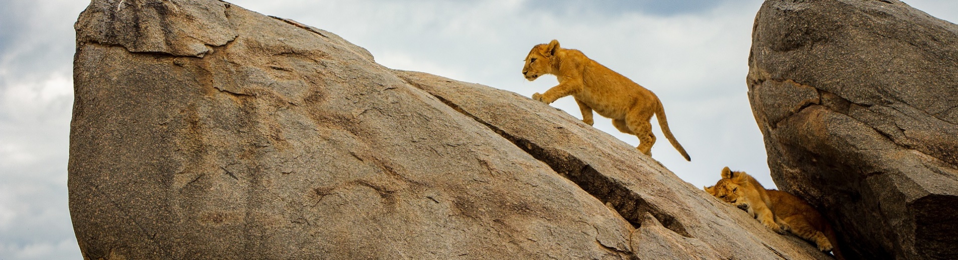 lionceau sur rocher tanzanie