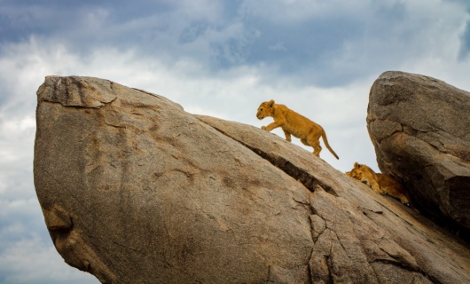 lionceau sur rocher tanzanie