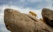 lionceau sur rocher tanzanie