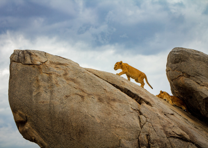 lionceau sur rocher tanzanie