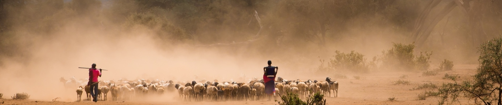 massai troupeaux tanzanie