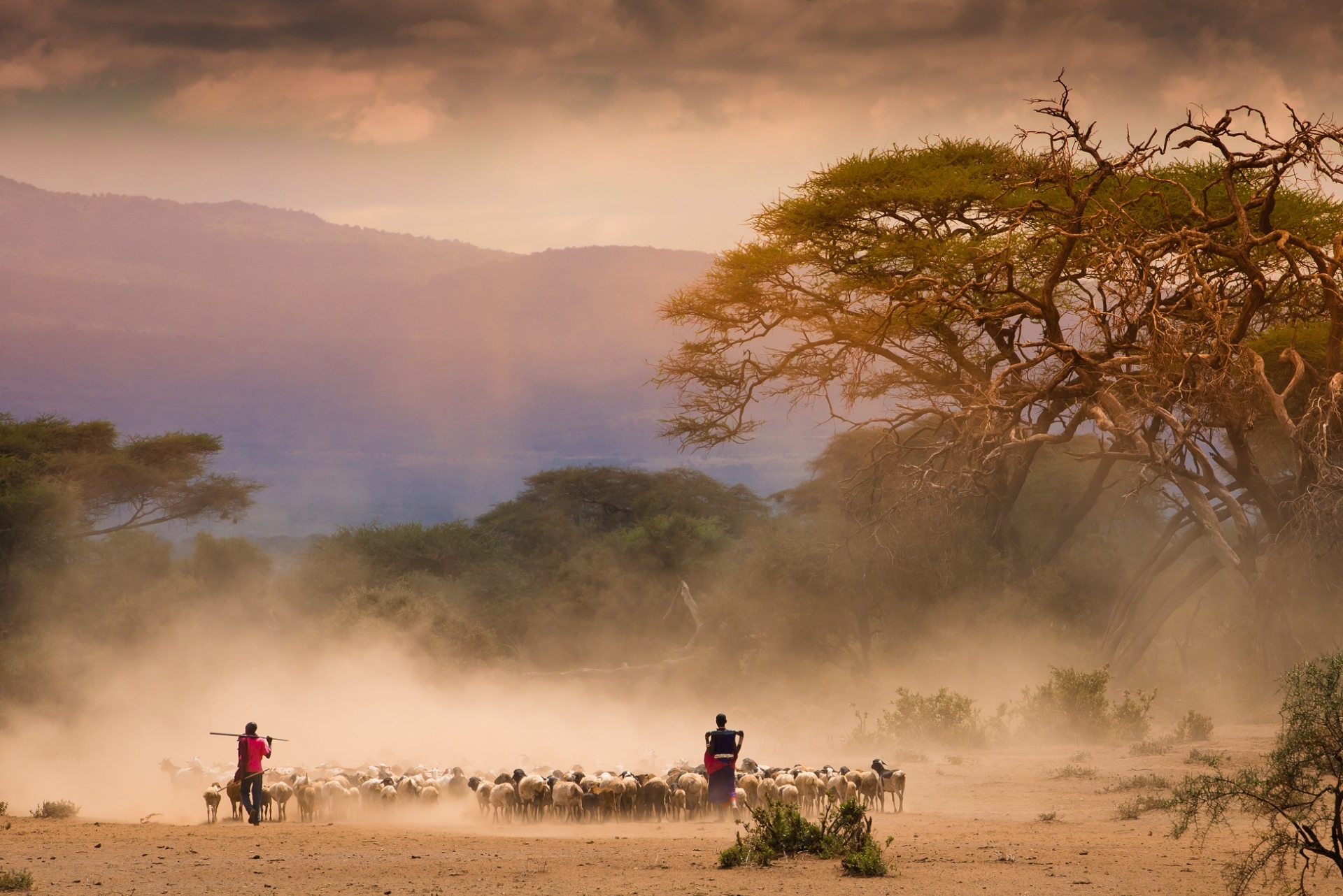 massai troupeaux tanzanie