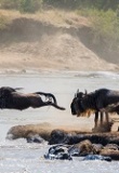 migration serengeti tanzanie