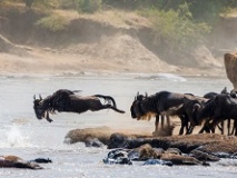 Serengeti Seronera