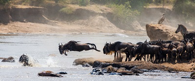 migration serengeti tanzanie