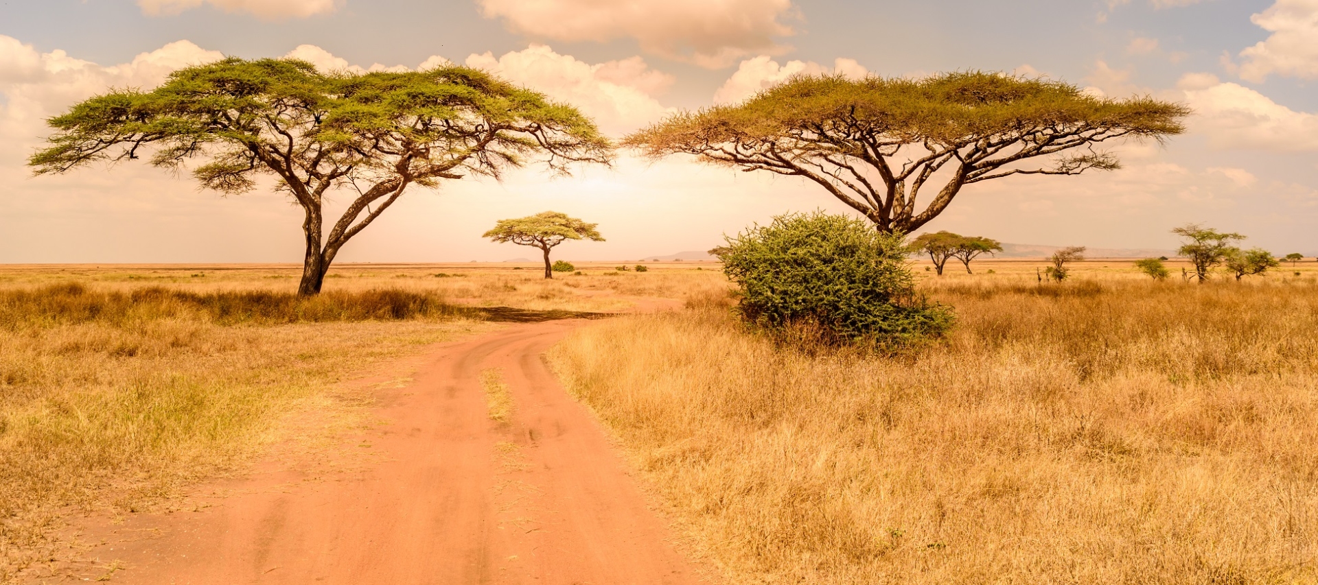 parc serengeti tanzanie