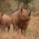 rhinocéros tanzanie