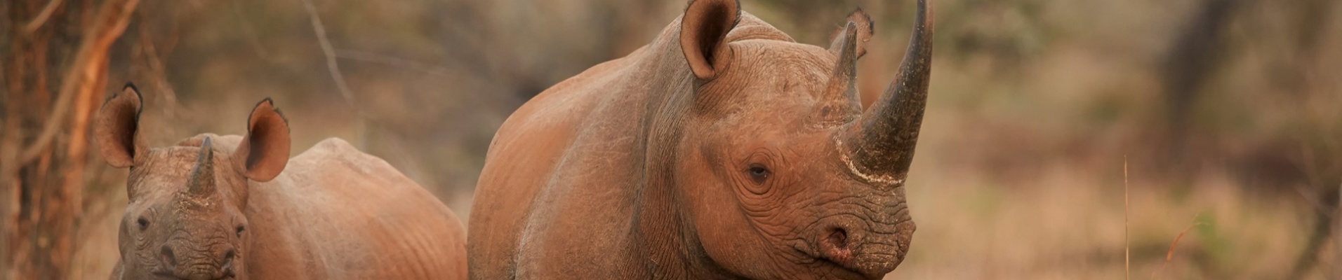 rhinocéros tanzanie