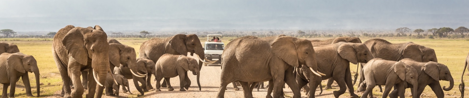 safari elephants tanzanie