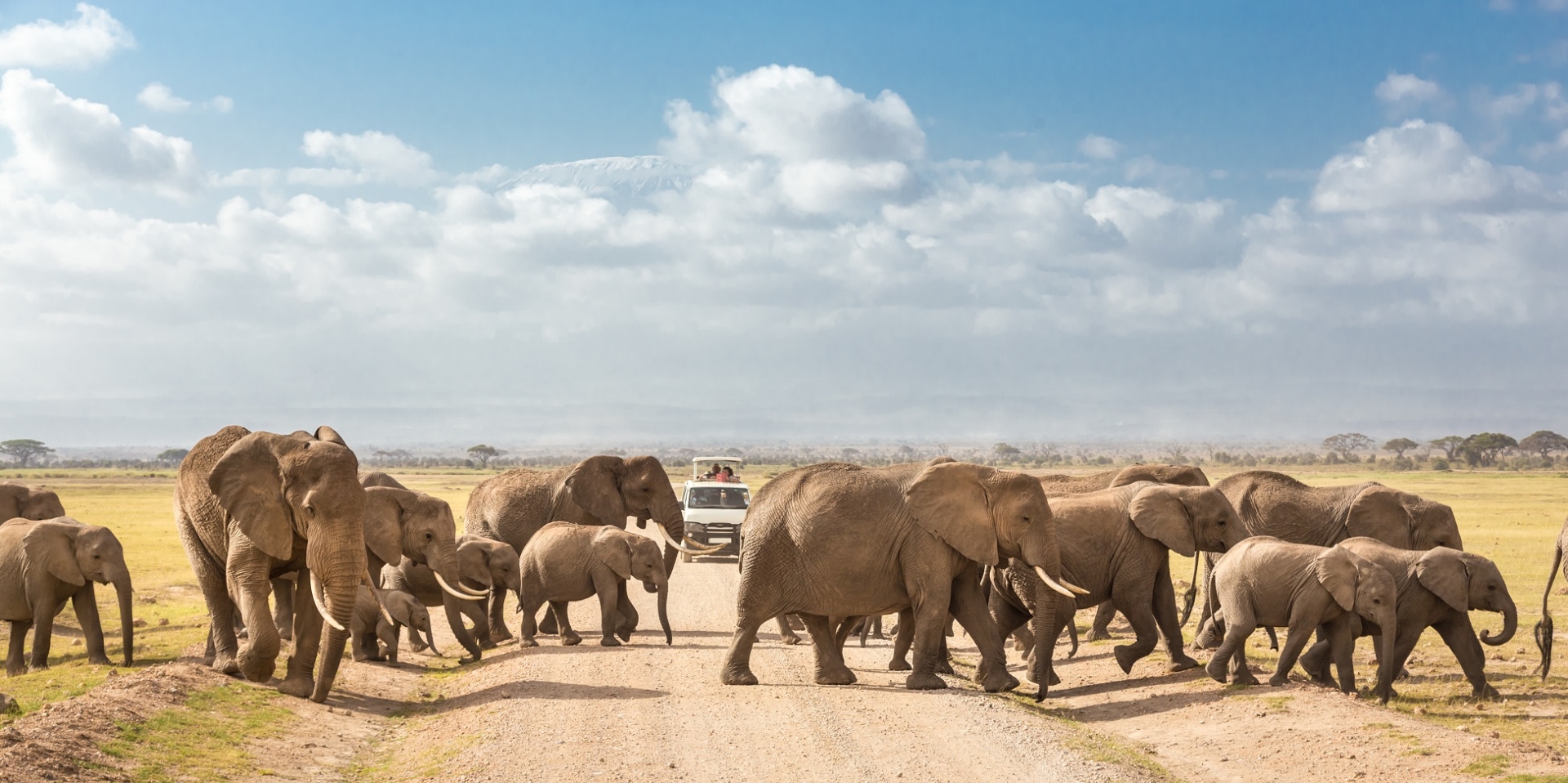 safari elephants tanzanie