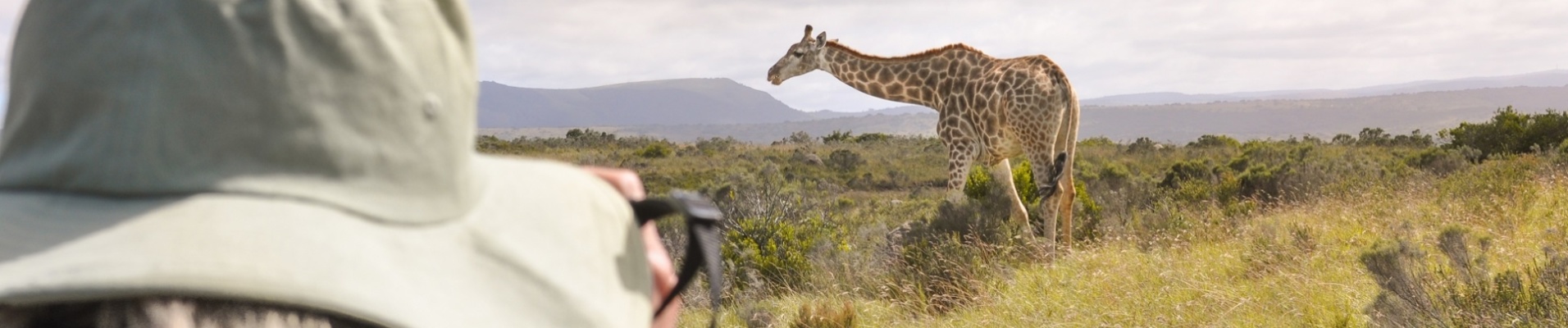 safari girafe tanzanie