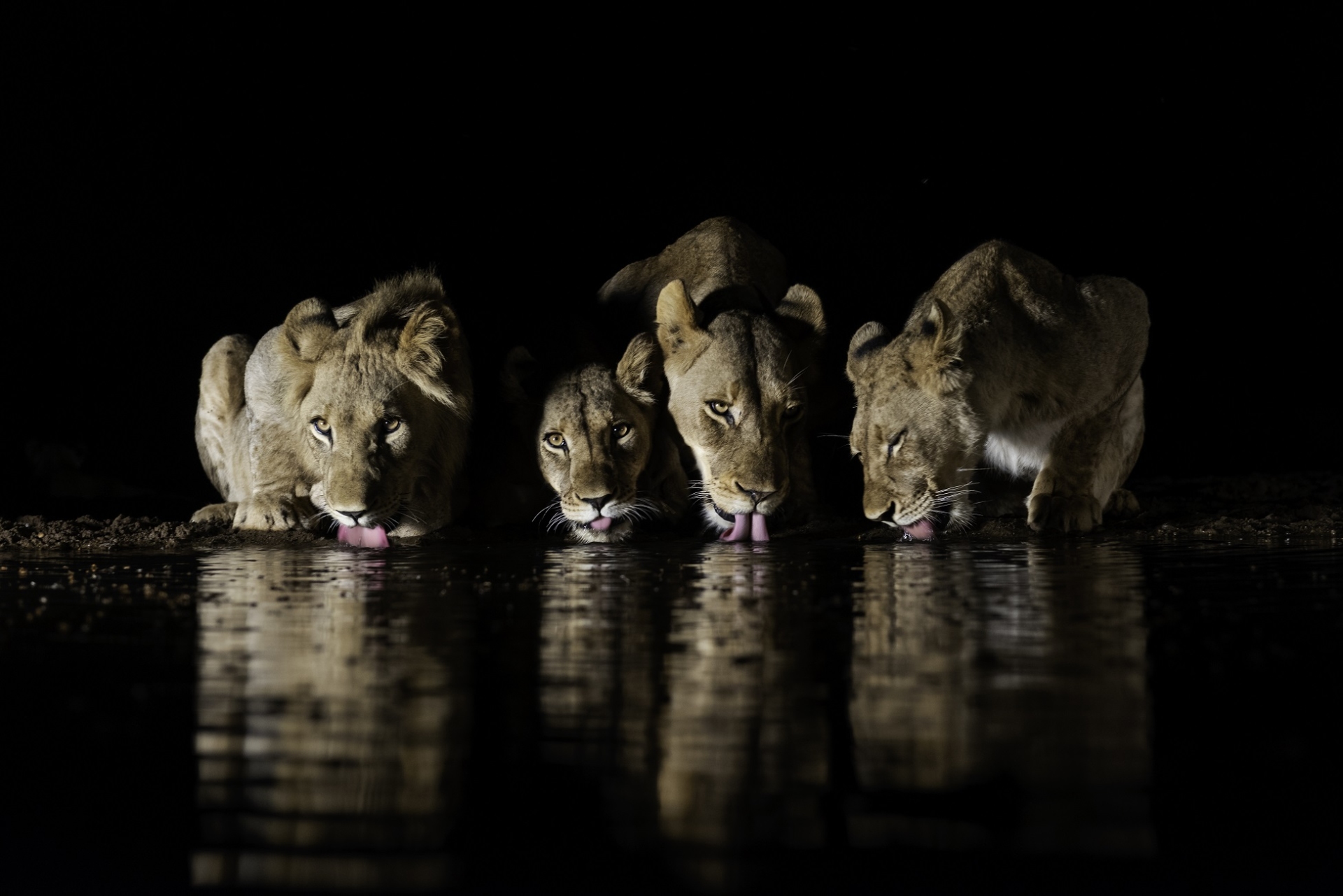 safari nocturne tanzanie