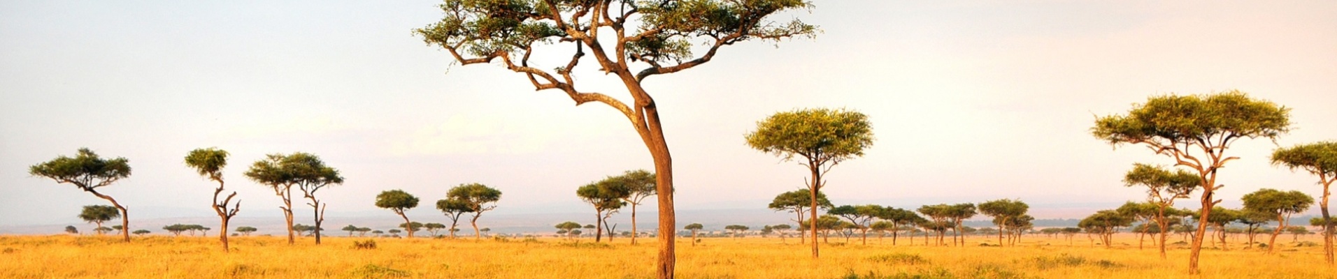 savane tanzanie