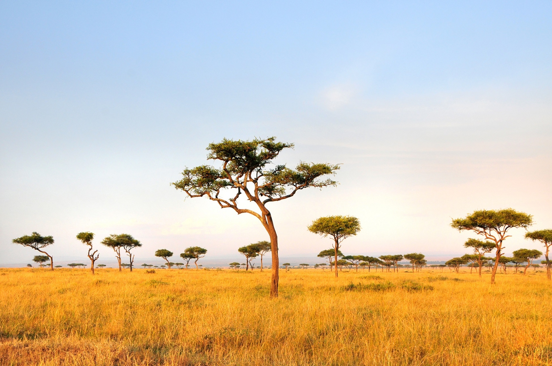 savane tanzanie