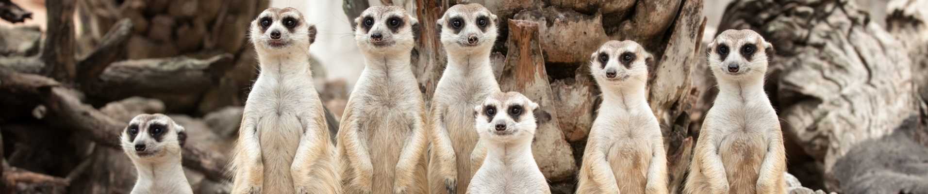 suricates tanzanie