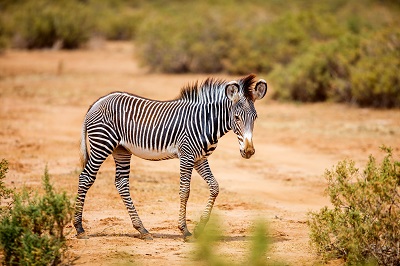 zèbre-tanzanie