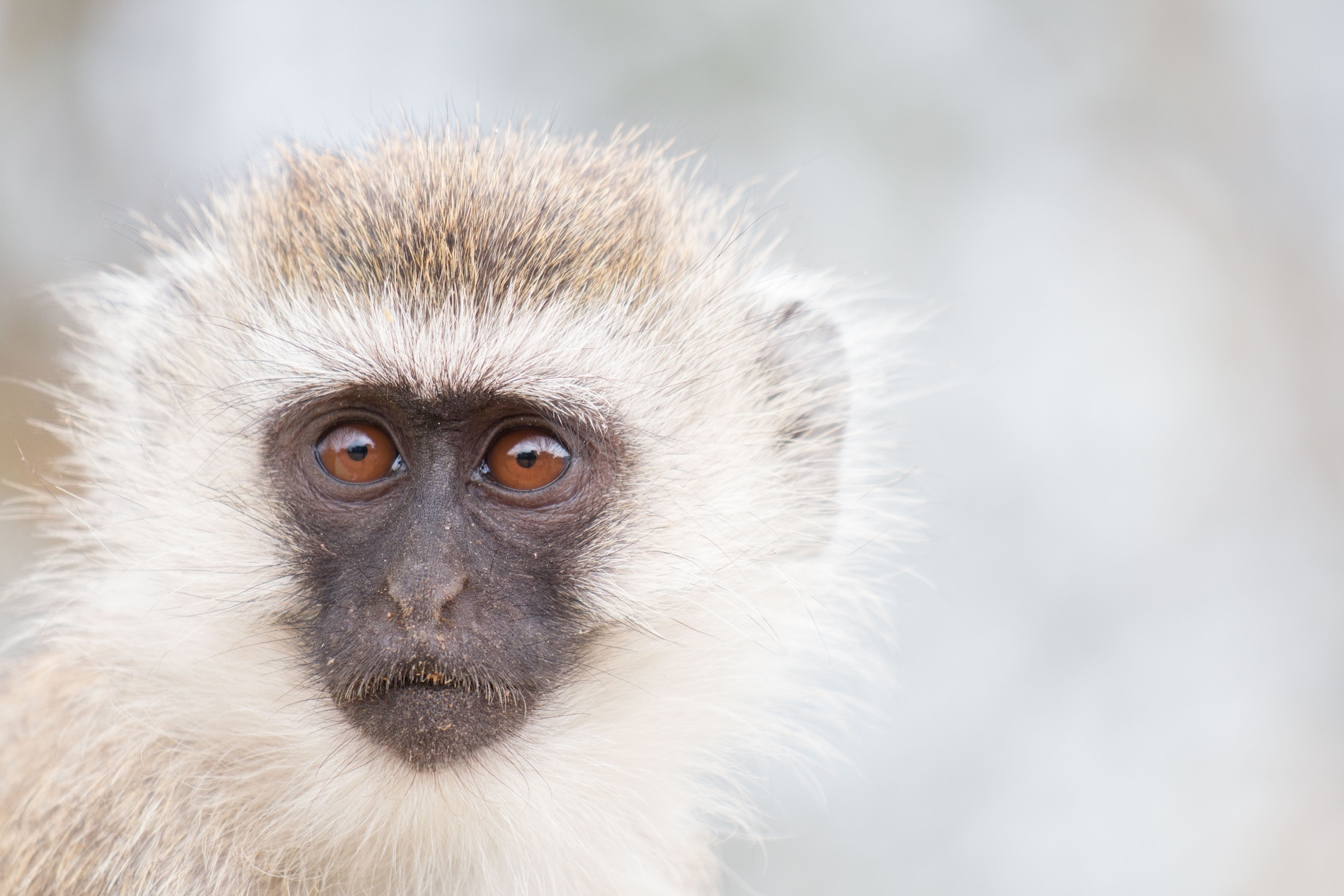 singe tanzanie